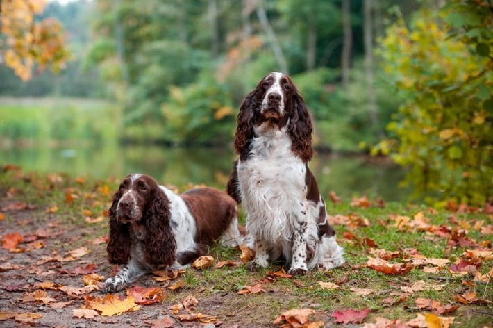 hachiko,,köpekler,köpek cinsleri,sevimli köpekler,İngiliz Springer Spaniel