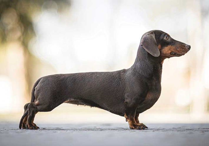 atilla göktan,köpekler,köpek cinsleri,sevimli köpekler,Dachshund