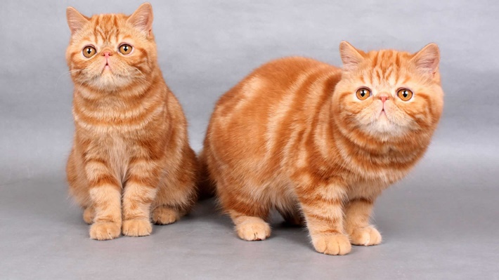 hachiko,kedi cinsleri,Exotic Shorthair,garfield