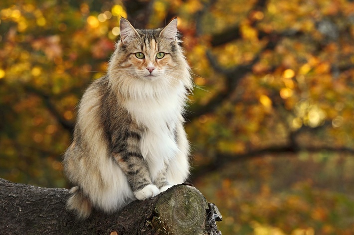 hachiko,kediler,kedi cinsleri,sevimli kediler,norveç kedisi