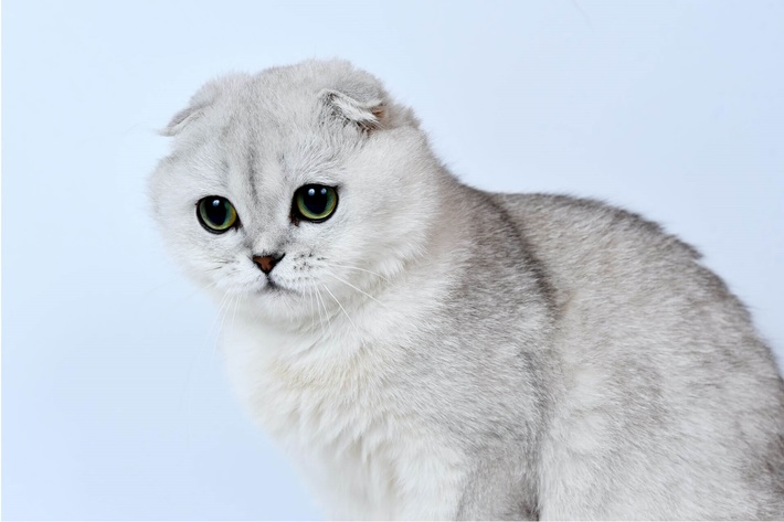 atilla göktan,kediler,kedi cinsleri,sevimli kediler,Scottish Fold