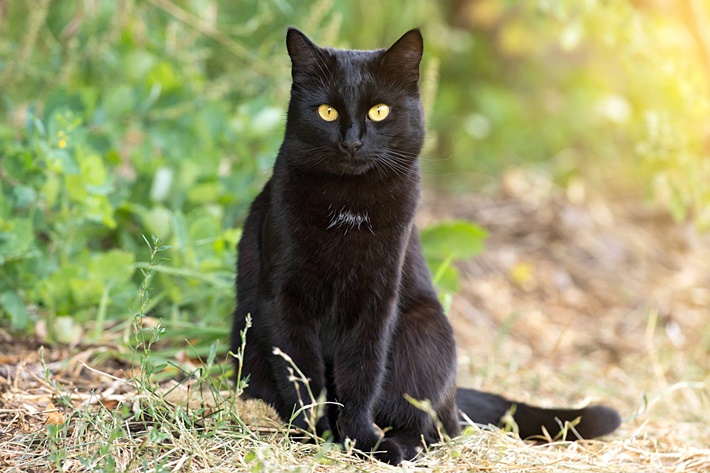 atilla göktan,kediler,kedi cinsleri,sevimli kediler,bombay kedisi