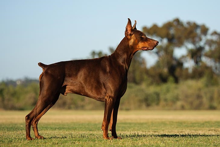 atilla göktan,köpekler,köpek cinsleri,sevimli köpekler,Doberman,dogs