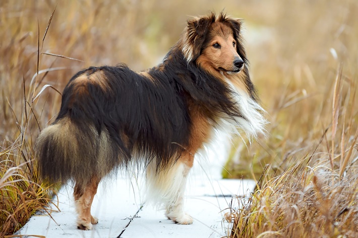 atilla göktan,köpekler,köpek cinsleri,sevimli köpekler,Shetland çoban köpeği,dogs