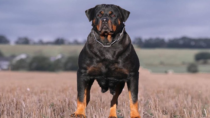 atilla göktan,köpekler,köpek cinsleri,sevimli köpekler,Rottweiler