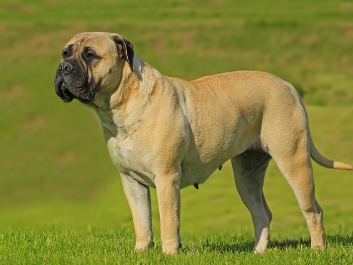 atilla göktan,köpekler,köpek cinsleri,sevimli köpekler,Bullmastiff