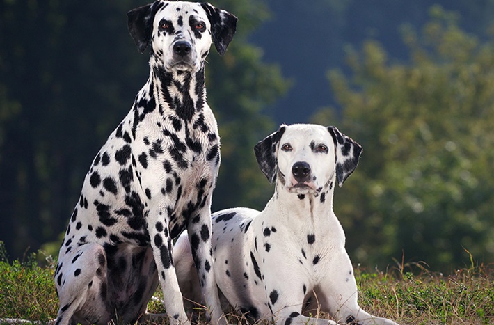 atilla göktan,köpekler,köpek cinsleri,sevimli köpekler,dalmaçyalı dog