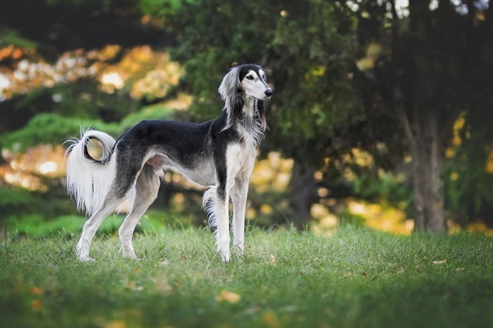 atilla göktan,köpekler,köpek cinsleri,sevimli köpekler,saluki dog