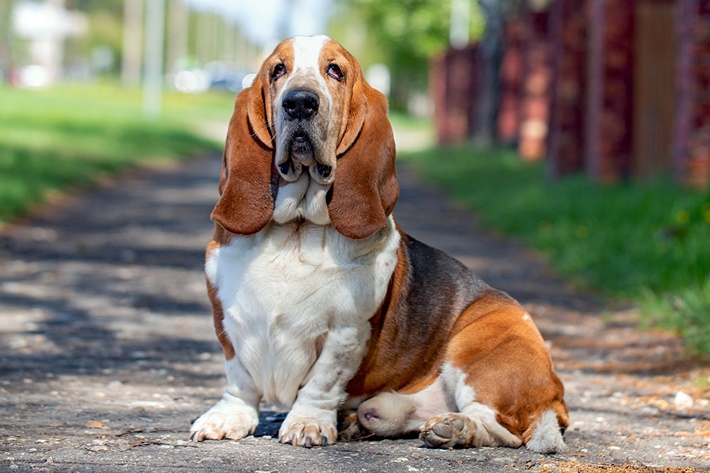 atilla göktan,köpekler,köpek cinsleri,sevimli köpekler,Basset Hound