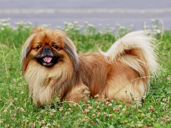 atilla göktan,köpekler,köpek cinsleri,sevimli köpekler,pekinse