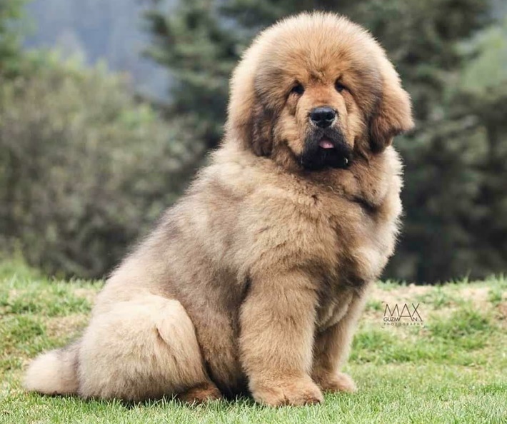 atilla göktan,köpekler,köpek cinsleri,sevimli köpekler,Tibetan Mastiff