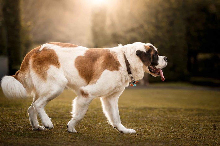 atilla göktan,köpekler,köpek cinsleri,sevimli köpekler,st bernad