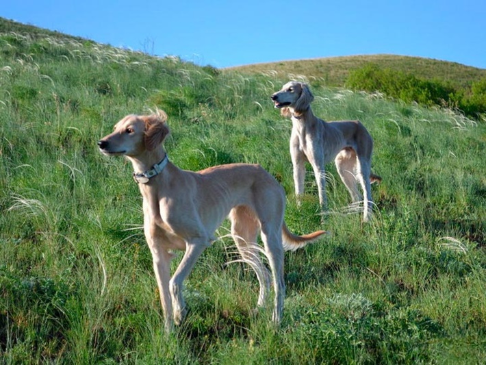 atilla göktan,köpekler,köpek cinsleri,sevimli köpekler,tazı köpekleri