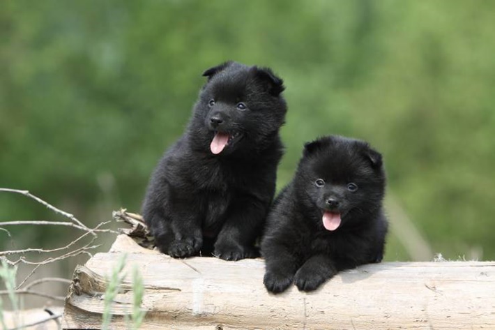 atilla göktan,köpekler,köpek cinsleri,sevimli köpekler,Schipperkes