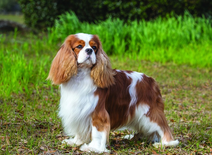 atilla göktan,köpekler,köpek cinsleri,sevimli köpekler,Cavalier King Charles