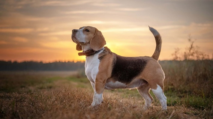 atilla göktan,köpekler,köpek cinsleri,sevimli köpekler,beagle dog