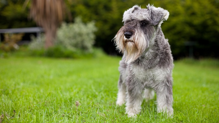 atilla göktan,köpekler,köpek cinsleri,sevimli köpekler,miniature schnauzer