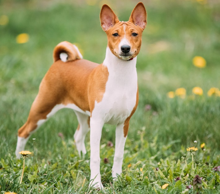 atilla göktan,köpekler,köpek cinsleri,sevimli köpekler,basenji