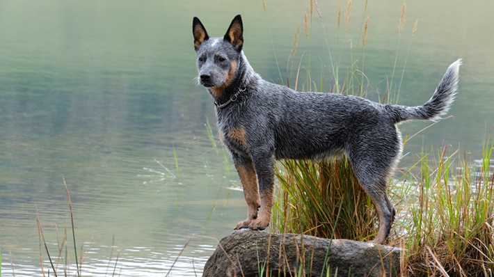 atilla göktan,köpekler,köpek cinsleri,sevimli köpekler