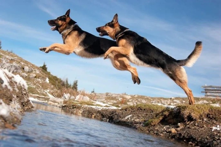 atilla göktan,köpekler,köpek cinsleri,sevimli köpekler,alman kurdu