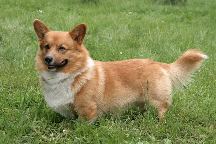 hachiko,köpekler,köpek cinsleri,sevimli köpekler,pembroke