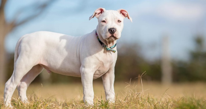 atilla göktan,köpekler,köpek cinsleri,sevimli köpekler,pitbull