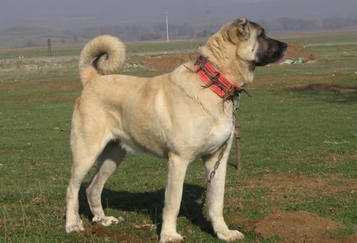 atilla göktan,köpekler,köpek cinsleri,sevimli köpekler,sivas kangal